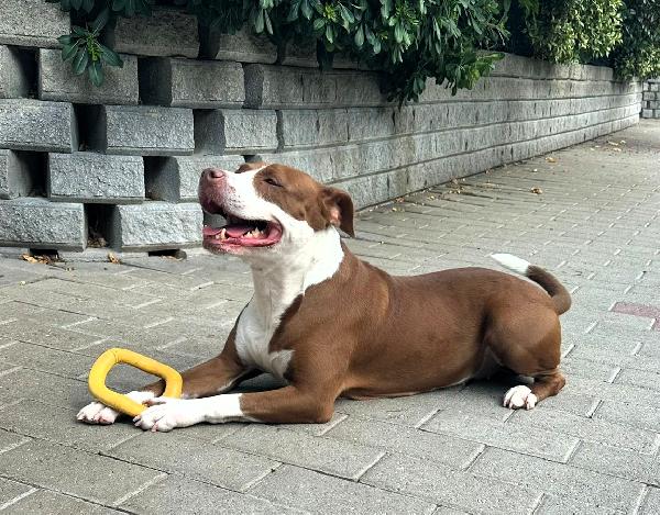 LADY BELLISSIMA CAGNOLINA Foto 7